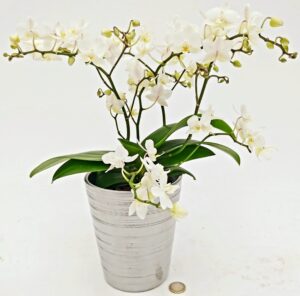 POWERS TO FLOWERS - ORCHIDEA PHALAENOPSIS WILD WHITE, IN VASO CERAMICA ARGENTO, 4/5 STELI, pianta vera