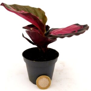 POWERS TO FLOWERS - CALATHEA ROSEOPICTA ROSY MINI IDEALE PER TERRARIUM, MARANTA, pianta vera