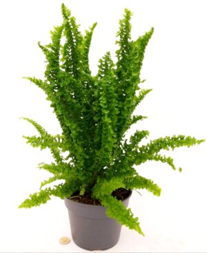 POWERS TO FLOWERS - FELCE DA INTERNO, EMINA DRAGON TAIL XL, VASO 17CM, PIANTA PURIFICA ARIA, pianta vera