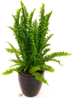 POWERS TO FLOWERS - FELCE DA INTERNO, EMINA DRAGON TAIL XL, IN VASO CERAMICA NERO A RIGHE, VASO 17CM, PIANTA PURIFICA ARIA, pianta vera