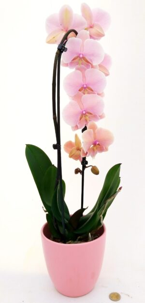 POWERS TO FLOWERS - PHALAENOPSIS FIOR DI PESCA A CASCATA, IN VASO CERAMICA ROSA CONFETTO, pianta vera
