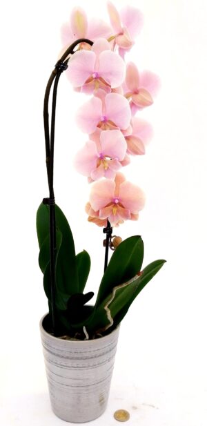 POWERS TO FLOWERS - PHALAENOPSIS FIOR DI PESCA A CASCATA, IN VASO CERAMICA ARGENTO, pianta vera