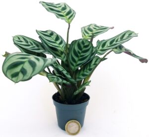 POWERS TO FLOWERS - CALATHEA, MARANTA BURBLE MAXII AMABILIS, MICRO IDEALE PER TERRARIUM, pianta vera