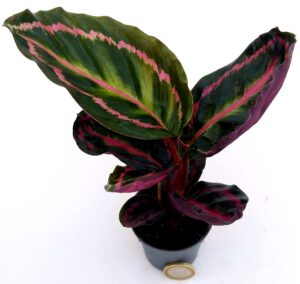 POWERS TO FLOWERS - CALATHEA DOTTIE MINI IDEALE PER TERRARIUM, pianta vera