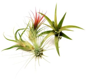 POWERS TO FLOWERS - TILLANDSIA DELL'ARIA, Set 4 Pezzi, Tillandsie, Pianta da Interno, Pianta Vera