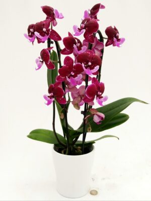POWERS TO FLOWERS - PHALAENOPSIS AIRPODS A CASCATA, 2 STELI, IN VASO CERAMICA BIANCO SFERICO pianta vera