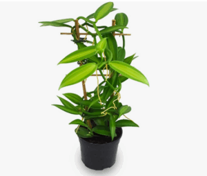 POWERS TO FLOWERS - ORCHIDEA VANIGLIA XL, Orchidea, Orchidea Vanilla Planifolia, Pianta da Interno, pianta vera