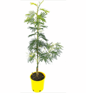 POWERS TO FLOWERS - MIMOSA DA GIARDINO, VARIETA' GAULOIS, altezza 75cm, pianta vera