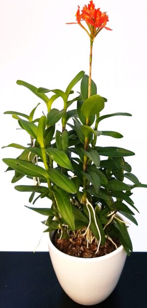 POWERS TO FLOWERS - EPIDENDRUM BALLERINA ROSSO, ORCHIDEA IN VASO CERAMICA BIANCO, pianta vera