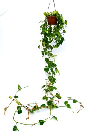 PHILODENDRON SCANDENS BRASIL XXL, pianta vera