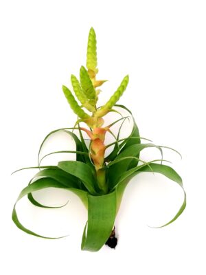 POWERS TO FLOWERS - TILLANDSIA SAMANTHA XXL, Bromelia, Pianta dell'aria, pianta vera