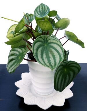 POWERS TO FLOWERS - PEPEROMIA ARGYREIA IN DOPPIO VASO CERAMICA, pianta vera