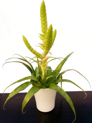 POWERS TO FLOWERS - TILLANDSIA SAMANTHA IN VASO CERAMICA BIANCO, pianta vera