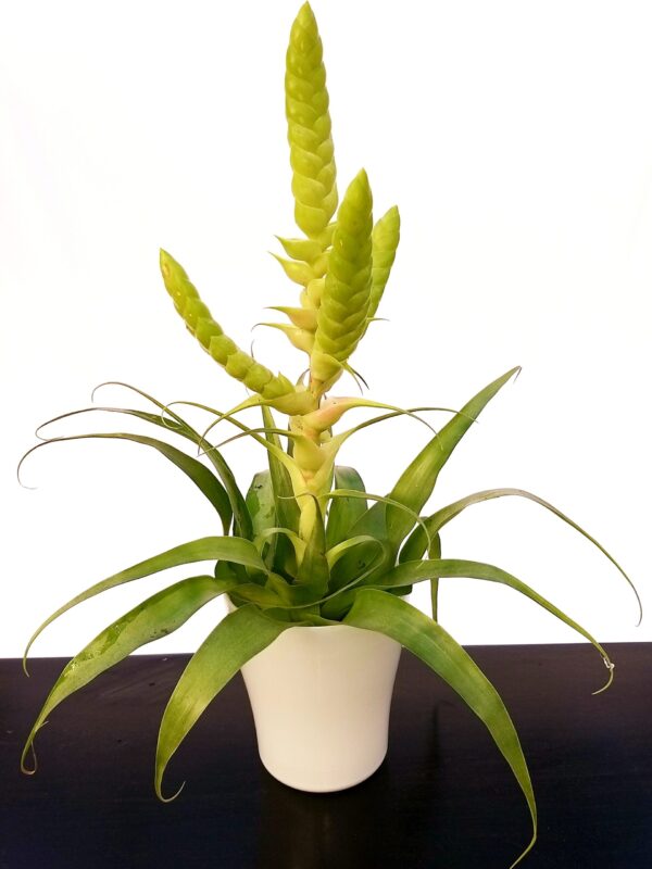 POWERS TO FLOWERS - TILLANDSIA SAMANTHA IN VASO CERAMICA BIANCO, pianta vera