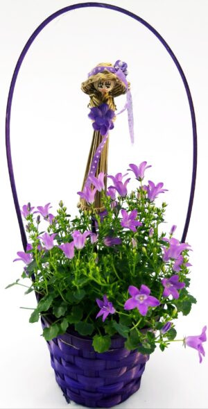 POWERS TO FLOWERS - CAMPANULA CARPATICA IN CESTO SIGNORINA, pianta vera