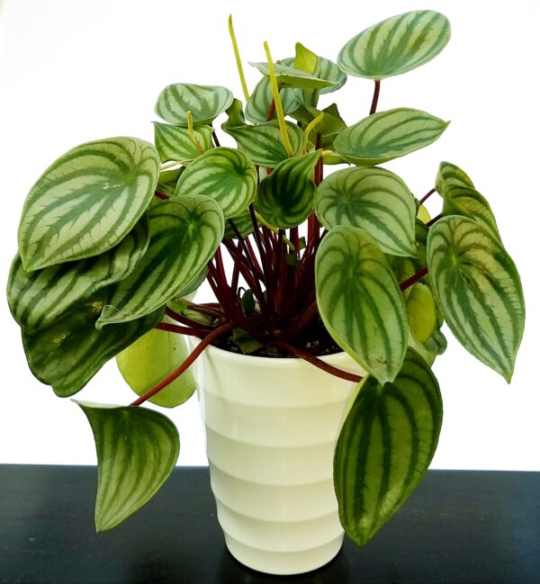 POWERS TO FLOWERS - PEPEROMIA ARGYREIA IN VASO CERAMICA BIANCO, pianta vera - immagine 2