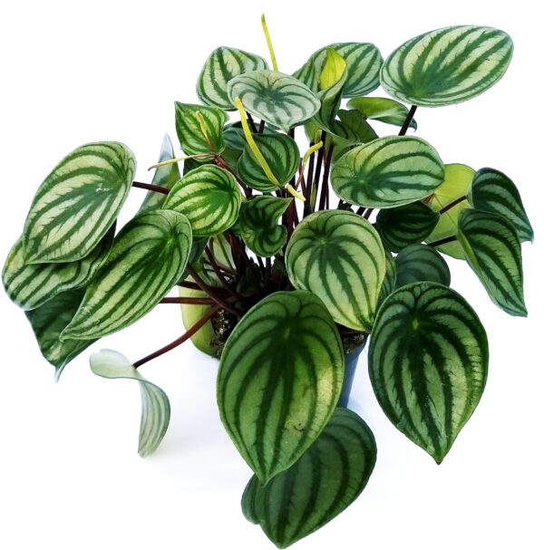 POWERS TO FLOWERS - PEPEROMIA ARGYREIA IN VASO CERAMICA BIANCO, pianta vera