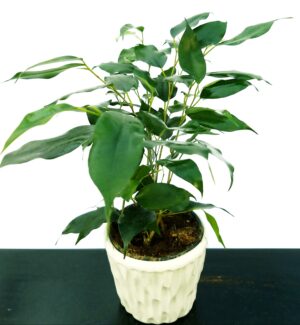 POWERS TO FLOWERS - FICUS BENJAMIN VERDE IN VASO CERAMICA CON SPATOLATURA IN RILIEVO, pianta vera