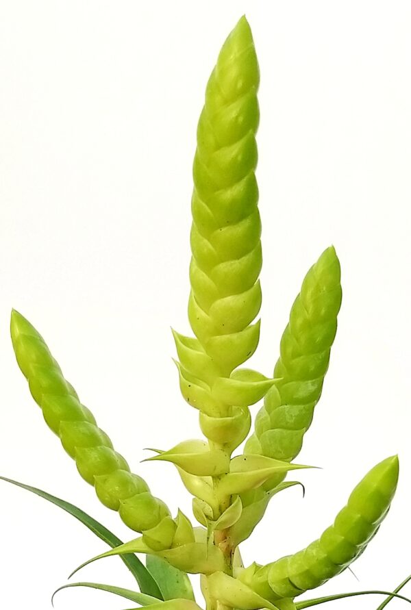 POWERS TO FLOWERS - TILLANDSIA SAMANTHA IN VASO CERAMICA BIANCO, pianta vera - immagine 2