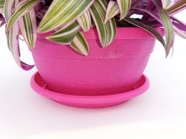 POWERS TO FLOWERS - RHOEO ROSEUM IN CIOTOLA PINK, tradescantia, pianta vera - immagine 3