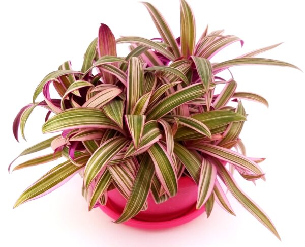 POWERS TO FLOWERS - RHOEO ROSEUM IN CIOTOLA PINK, tradescantia, pianta vera