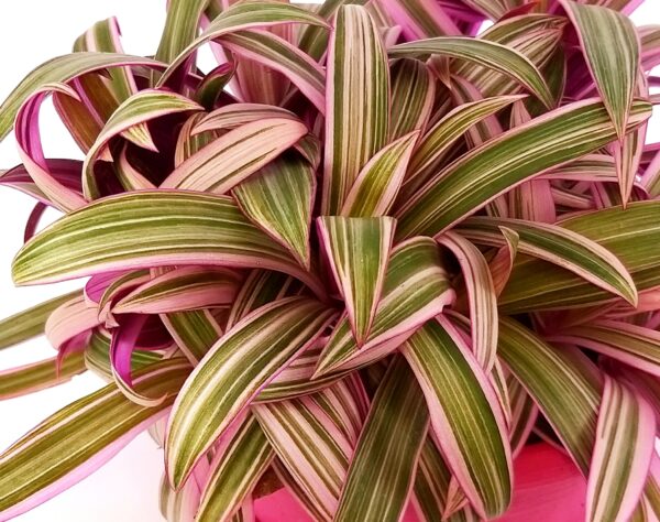 POWERS TO FLOWERS - RHOEO ROSEUM IN CIOTOLA PINK, tradescantia, pianta vera - immagine 2