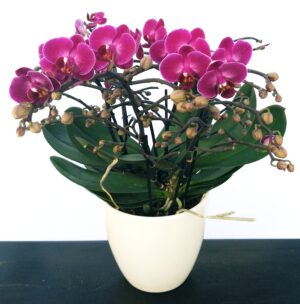 POWERS TO FLOWERS - ORCHIDEA PHALAENOPSIS EXTRA!!! IN VASO CERAMICA BIANCO, pianta vera