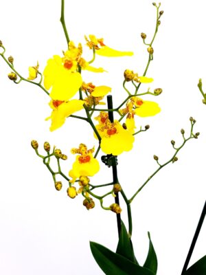 POWERS TO FLOWERS - ONCIDIUM ORCHIDEA IN VASO CERAMICA BIANCO, pianta vera