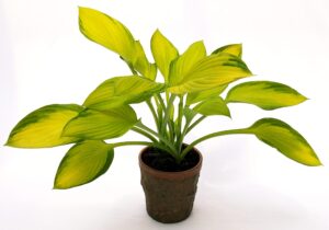 POWERS TO FLOWERS - HOSTA GOLD STANDARD IN VASO CERAMICA RUSTICO, pianta vera