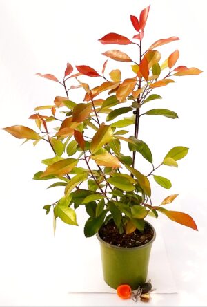POWERS TO FLOWERS - PHOTINIA RED ROBIN VASO 17 CM, ALTEZZA 60/70CM, pianta vera