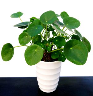 POWERS TO FLOWERS - PILEA PEPEROMIOIDES IN VASO CERAMICA BIANCO A CERCHI CONCENTRICI, pianta vera