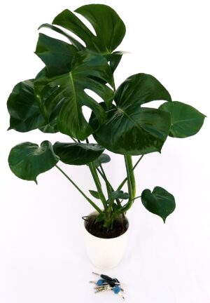 POWERS TO FLOWERS - PHILODENDRON, PHYLODENDRON PERTUSUM, MONSTERA DELICIOSA, VASO 18CM, pianta vera