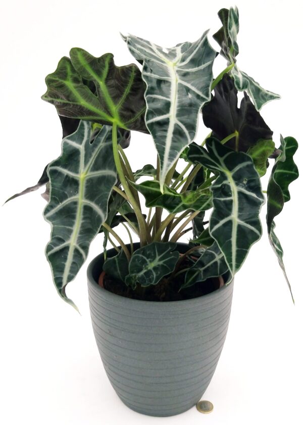 POWERS TO FLOWERS - ALOCASIA POLLY IN VASO CERAMICA ANTRACITE, VASO 20CM, pianta vera