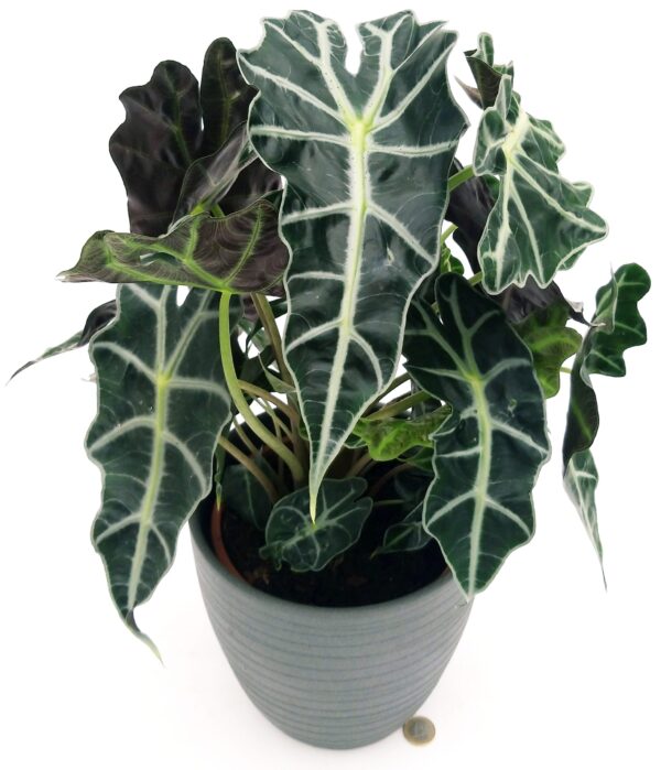 POWERS TO FLOWERS - ALOCASIA POLLY IN VASO CERAMICA ANTRACITE, VASO 20CM, pianta vera - immagine 2