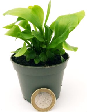 POWERS TO FLOWERS - ASPLENIUM NIDUM MICRO IDEALE PER TERRARIUM, VASO 5,5CM, pianta vera