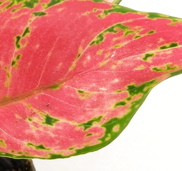 POWERS TO FLOWERS - AGLAONEMA PINK PRINCESS MINI IDEALE PER TERRARIUM , VASO 5,5cm, pianta vera - immagine 3