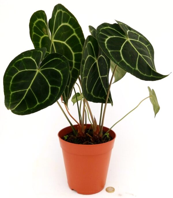 POWERS TO FLOWERS - ANTHURIUM CLARINERVIUM, pianta vera