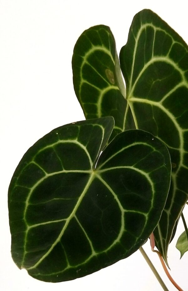POWERS TO FLOWERS - ANTHURIUM CLARINERVIUM, pianta vera - immagine 2