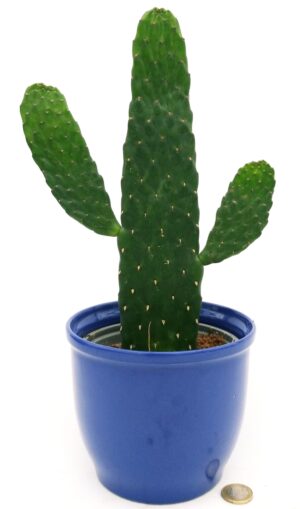 POWERS TO FLOWERS - FICO D'INDIA, OPUNTIA IN VASO CERAMICA BLU, pianta vera
