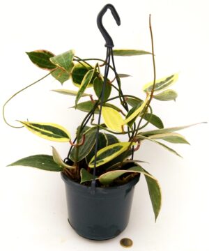 POWERS TO FLOWERS - HOYA MACROPHYLLA' VARIEGATA, pianta vera