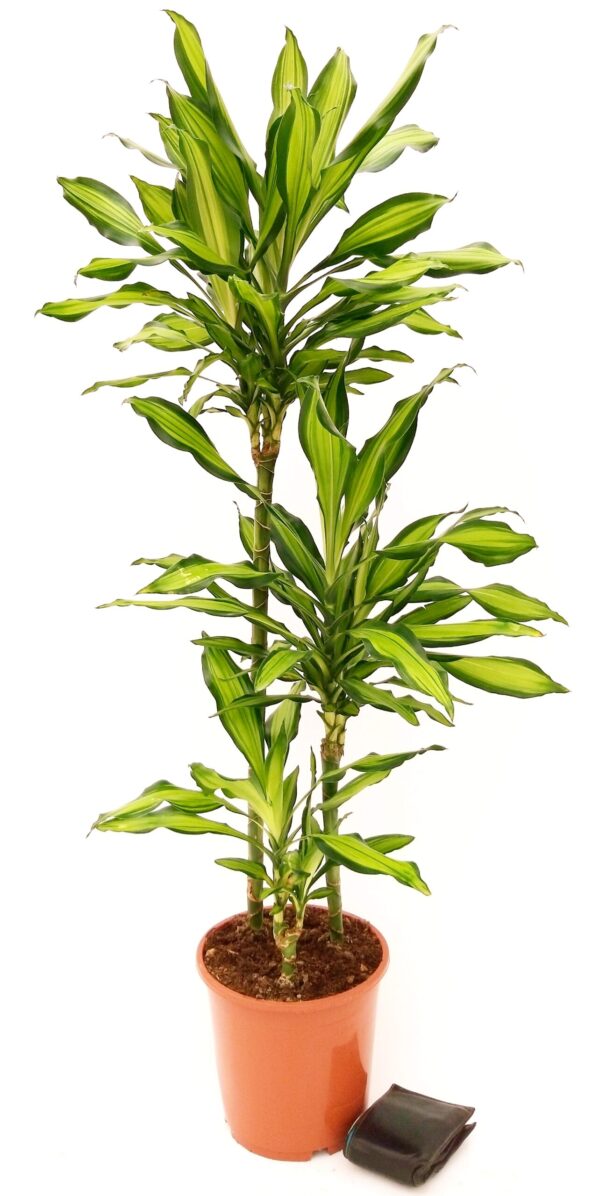 POWERS TO FLOWERS - DRACENA CHINTO LEMON, 3 TRONCHI, pianta vera