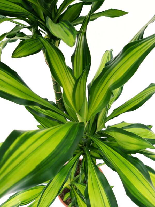 POWERS TO FLOWERS - DRACENA CHINTO LEMON, 3 TRONCHI, pianta vera - immagine 2