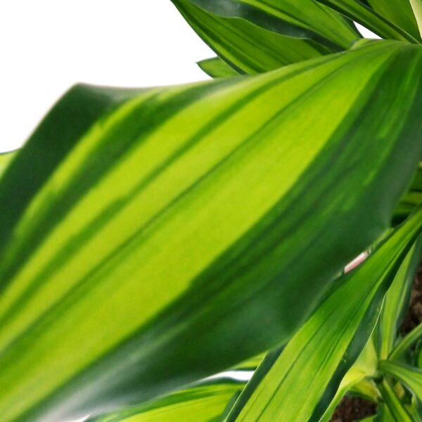 POWERS TO FLOWERS - DRACENA CHINTO LEMON, 3 TRONCHI, pianta vera - immagine 3