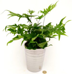 POWERS TO FLOWERS - FELCE, DORYOPTERIS PEDATA, IN VASO CERAMICA ARGENTO, pianta vera