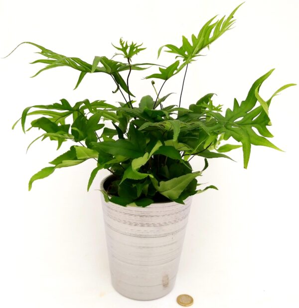 POWERS TO FLOWERS - FELCE, DORYOPTERIS PEDATA, IN VASO CERAMICA ARGENTO, pianta vera