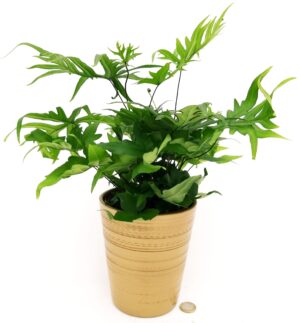 POWERS TO FLOWERS - FELCE, DORYOPTERIS PEDATA, IN VASO CERAMICA ORO, pianta vera