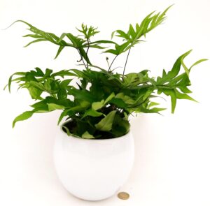 POWERS TO FLOWERS - FELCE, DORYOPTERIS PEDATA, IN VASO CERAMICA BIANCO SFERICO, pianta vera