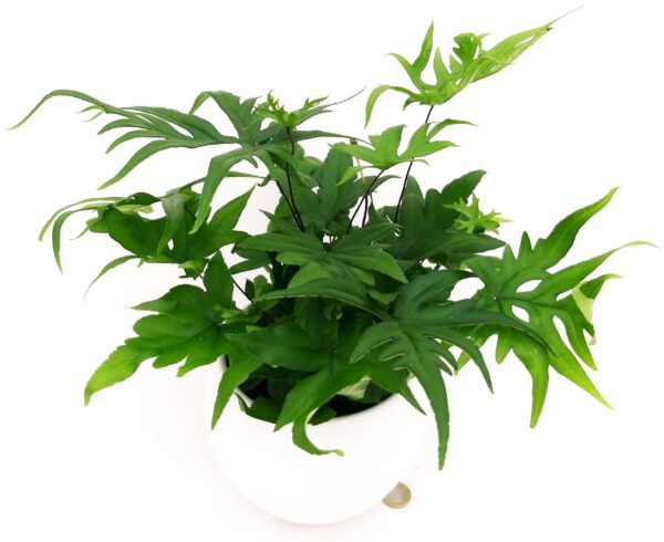 POWERS TO FLOWERS - FELCE, DORYOPTERIS PEDATA, IN VASO CERAMICA BIANCO SFERICO, pianta vera - immagine 2