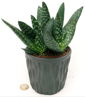 POWERS TO FLOWERS - ALOE PARADISICUM IN VASO CERAMICA ANTRACITE, pianta vera