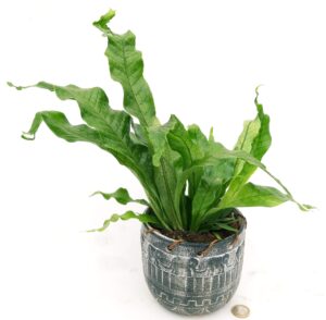 POWERS TO FLOWERS - FELCE COCCODRILLO IN VASO CERAMICA AFRICA, VASO 13CM, ASPLENIUM SCOLOPENDRIUM, pianta vera